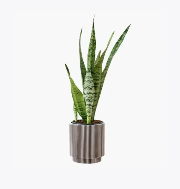 product-image-6_optimized Praesent Semper